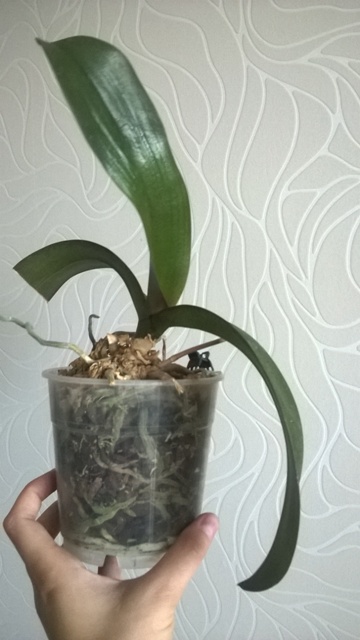 WP_20140613_006.jpg