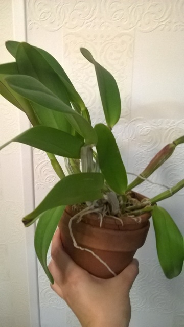 WP_20140612_025.jpg
