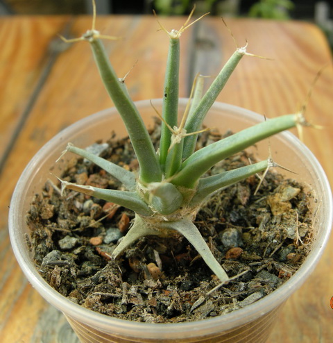 DSCN8775.JPG