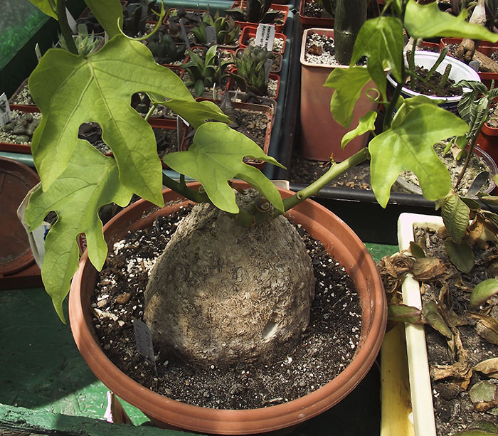 adenia-heter000.jpg