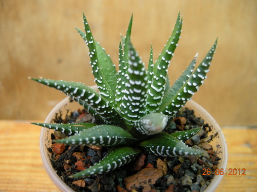 DSCN8982.JPG