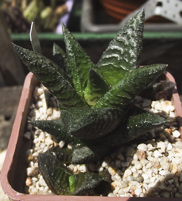 Haworthia-limifolia-x-nigra.jpg