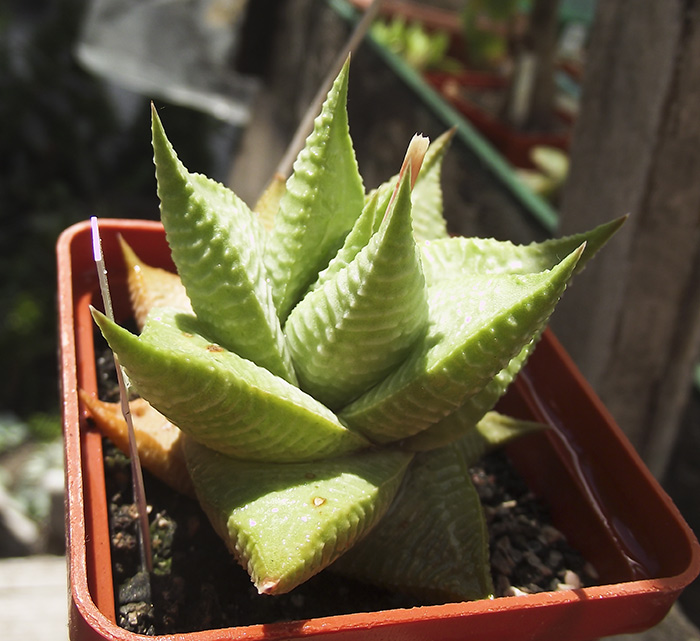 limifolia.jpg