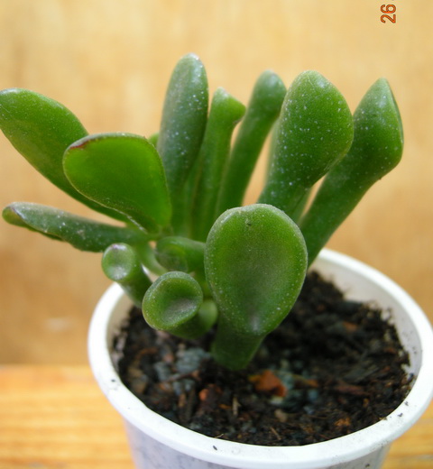 DSCN8983.JPG