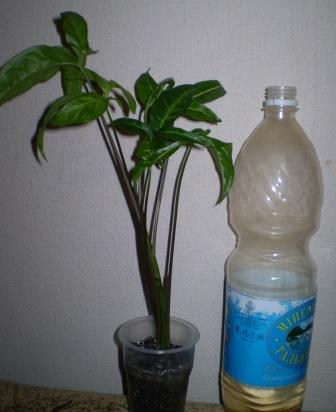 синг.JPG