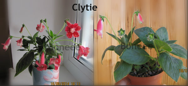 clytie2.jpg