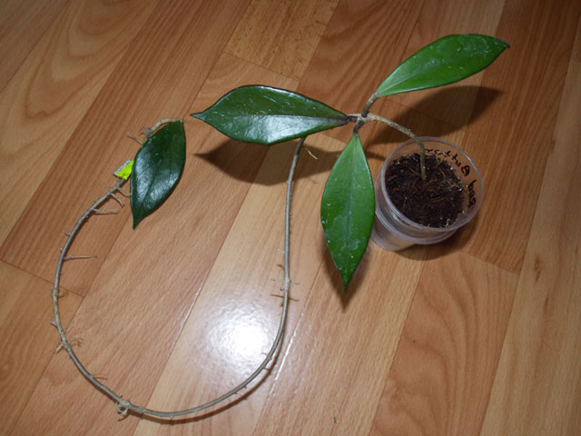 DSCN5405.jpg