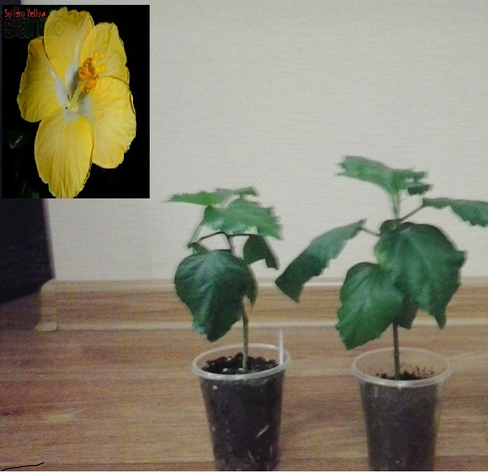 Sollero Yellow 2.jpg