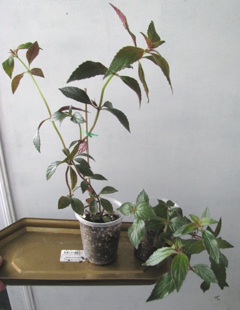 Копия IMG_0072.JPG