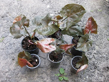 Сингониум Pink Chocolate деленки.jpg
