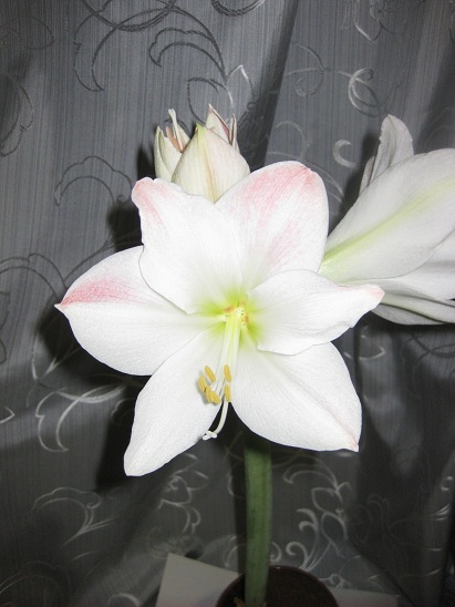 гиппеаструм Sweet Pink_.jpg