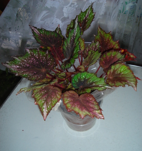 DSC02410.JPG