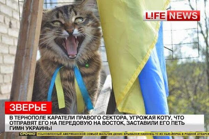 кот.jpg