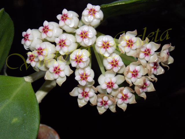 DSCN5082.jpg