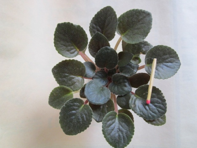 Allegro Chicory Charm.JPG