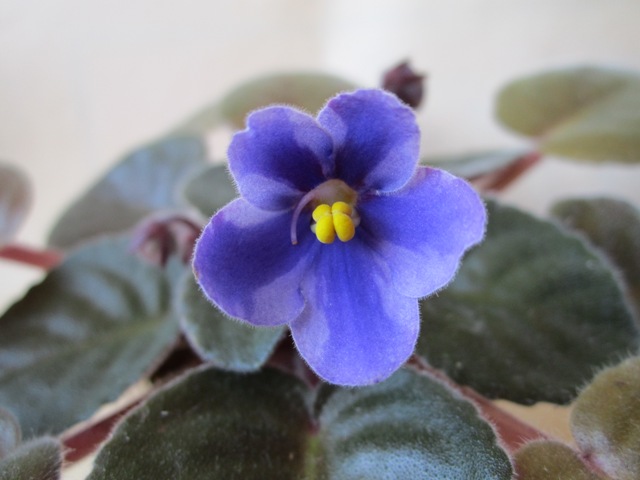 Jantien (Humako).JPG
