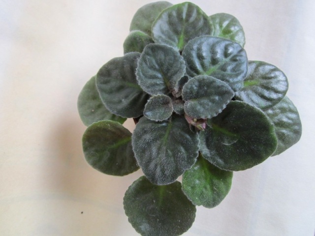 Rebel's Flaming Star (Bann).JPG