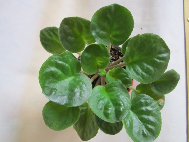 Вика Макуни.JPG