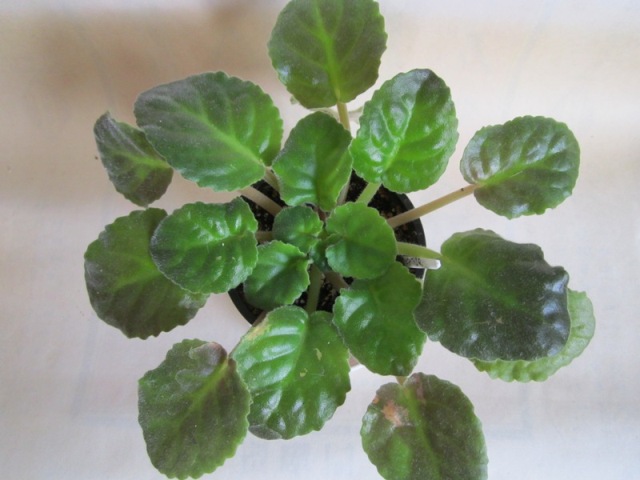 ЛЕ-Купава.JPG