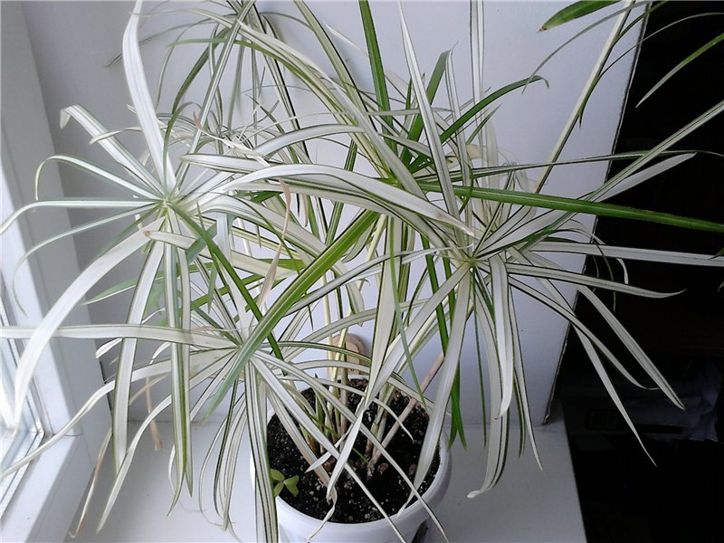 Cyperus alternifolius variegatus.jpg