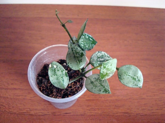 DSC08527.jpg