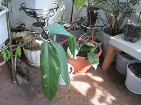 IMG_1184.JPG