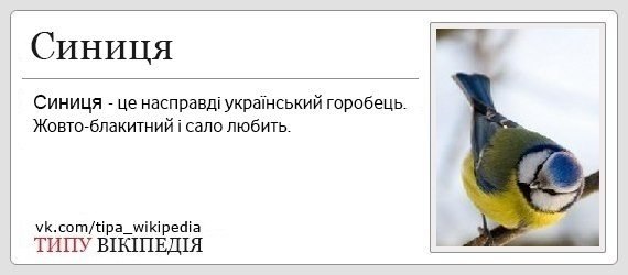 синица.jpg