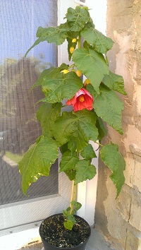 IMAG0536.jpg