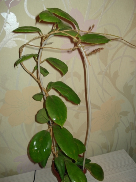 DSC07684.JPG