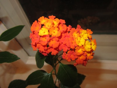 IMG_6288.JPG