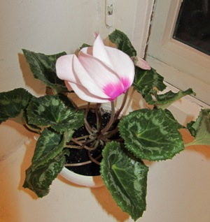 IMG_6285.JPG