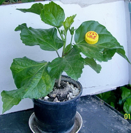 Kinches Yellow.jpg