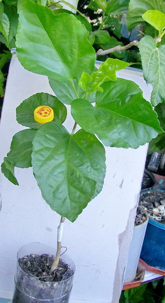Mango Moon.jpg