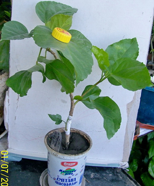 Mango Moon2.jpg