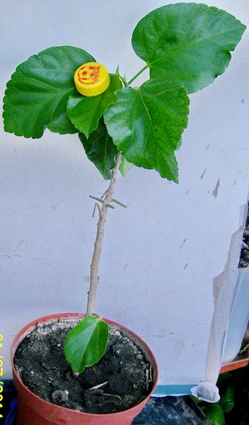 Mango Moon3.jpg
