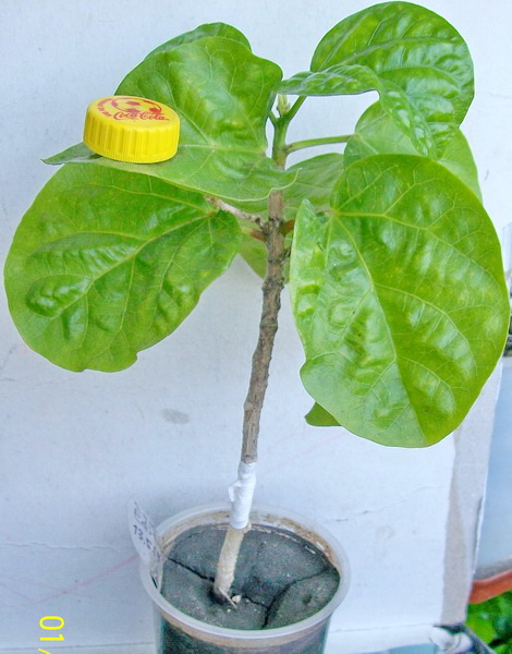 Southern Edition3.jpg