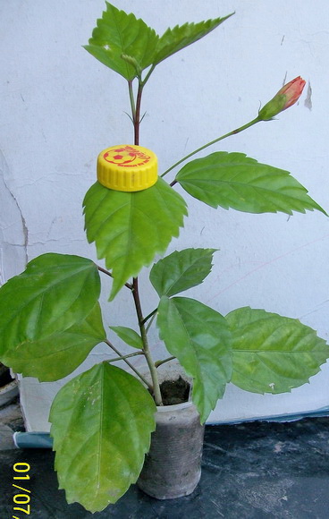 Tekila.jpg