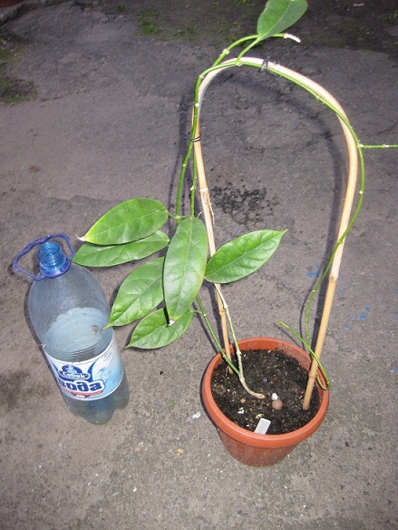 Хойя Coriacea_.jpg