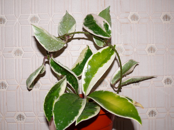 карноза2.jpg