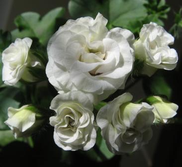 Ice Rose.jpg