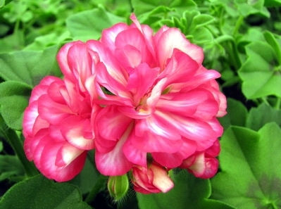 'Ivy Arctic Pink'.jpg