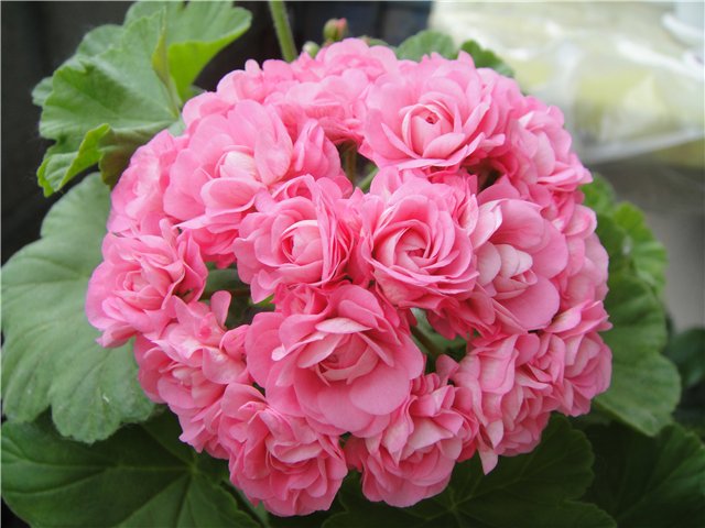 Swanland Pink (Australian Pink Rosebud).jpg
