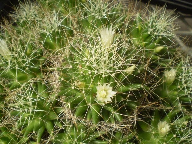 mammillaria decipiens.jpg