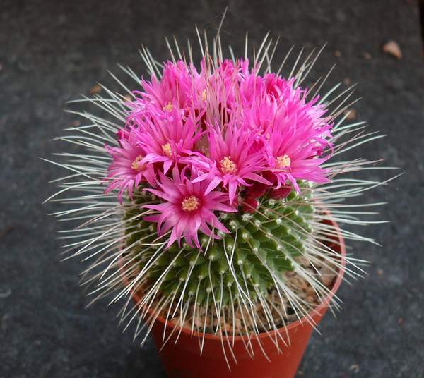 Mammillaria spinosissima.jpg