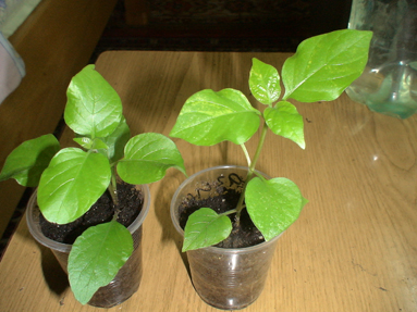 DSC01602а.jpg