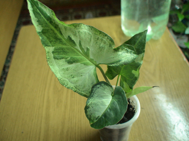 DSC01603а.jpg