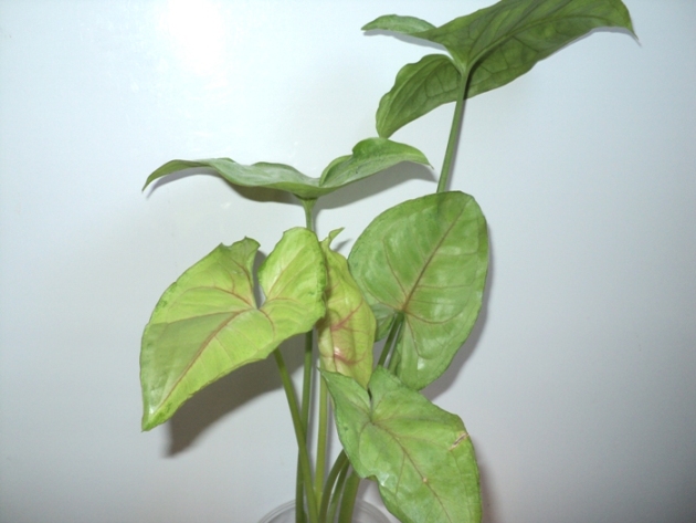 DSC09314.JPG