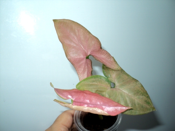 DSC09299.JPG