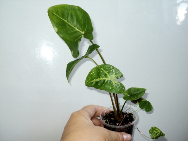DSC09317.JPG
