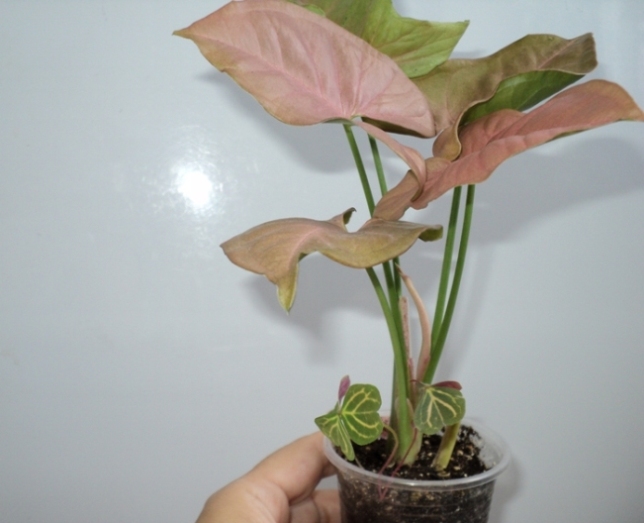 DSC09324.JPG